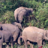 Petani Tewas Terinjak Gajah Sumatra, BKSDA Aceh Minta Warga Jangan Halau Satwa Liar
