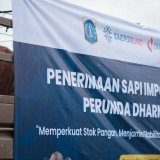 3.100 Sapi Asal Australia Tiba di Tanjung Priok, Pramono Harap Harga Daging di Jakarta Stabil saat Ramadan