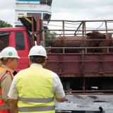 Pramono Anung Pastikan 3.100 Sapi Impor Australia Bebas dari Penyakit Mulut dan Kuku