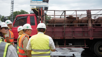 Pramono Anung Pastikan 3.100 Sapi Impor Australia Bebas dari Penyakit Mulut dan Kuku