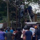Warga Pacitan Tewas Tersengat Listrik saat Menebang Pohon Mangga
