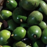 Pria Diduga Curi 10 Kilogram Alpukat di Jakarta Selatan, Motif Hanya Ingin Makan Saja Bikin Korban Tak Tega Melaporkan