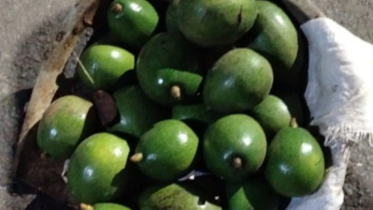 Pria Diduga Curi 10 Kilogram Alpukat di Jakarta Selatan, Motif Hanya Ingin Makan Saja Bikin Korban Tak Tega Melaporkan