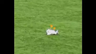 Burung camar jatuh di lapangan terkena bola keras dari kiper