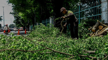 Berita Foto: Petugas PPSU Lakukan Pemangkasan Pohon di Jakarta Timur