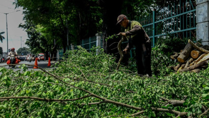 Berita Foto: Petugas PPSU Lakukan Pemangkasan Pohon di Jakarta Timur