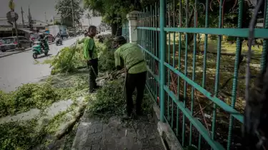 Berita Foto: Petugas PPSU Lakukan Pemangkasan Pohon di Jakarta Timur
