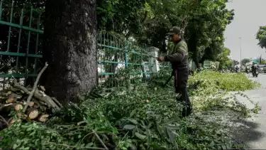 Berita Foto: Petugas PPSU Lakukan Pemangkasan Pohon di Jakarta Timur