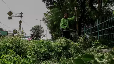 Berita Foto: Petugas PPSU Lakukan Pemangkasan Pohon di Jakarta Timur