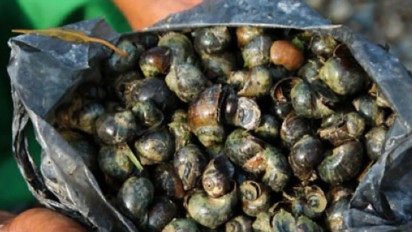 Punya 1.001 Cara agar Tak Terdeteksi Aparat, Pria di Bandung Barat Edarkan Sabu dalam Cangkang Keong Sawah