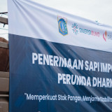 DPRD DKI Kritik Keputusan Gubernur Pramono Impor 3.100 Sapi dari Australia: Sangat Mengherankan