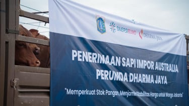 DPRD DKI Kritik Keputusan Gubernur Pramono Impor 3.100 Sapi dari Australia: Sangat Mengherankan