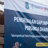 Langkah Gubernur Jakarta Pramono Anung Impor Ribuan Ekor Sapi dari Australia Menuai Kritik Pedas