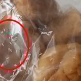 Heboh! Menu MBG di Probolinggo, Diduga Berjamur dan Berbelatung