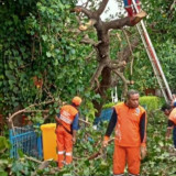 Diterjang Angin Kencang, Pohon Waru di Pulau Untung Jawa Kepulauan Seribu Roboh Tutupi Jalan