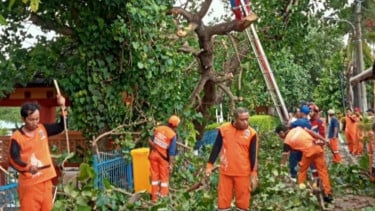 Diterjang Angin Kencang, Pohon Waru di Pulau Untung Jawa Kepulauan Seribu Roboh Tutupi Jalan