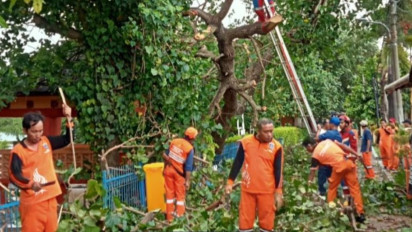 Diterjang Angin Kencang, Pohon Waru di Pulau Untung Jawa Kepulauan Seribu Roboh Tutupi Jalan