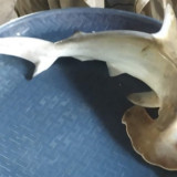 Kurang Sosialisasi, Perdagangan Hiu Kecil Masih Ditemukan di Pasar Bawean Gresik