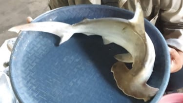 Kurang Sosialisasi, Perdagangan Hiu Kecil Masih Ditemukan di Pasar Bawean Gresik