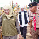 Tertinggi Nasional, Provinsi Jatim Panen Jagung Tembus 4,8 Juta Ton