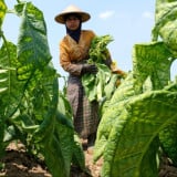 Wacana Penambahan Layer Cukai oleh Kemenkeu Tuai Respons Positif