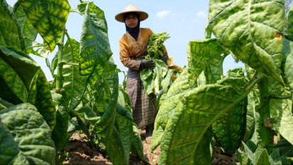 Wacana Penambahan Layer Cukai oleh Kemenkeu Tuai Respons Positif