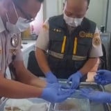 Penyelundupan 54 Ribu Benih Lobster ke Singapura Digagalkan di Bandara YIA, Kerugian Negara Capai Rp 1,3 Miliar