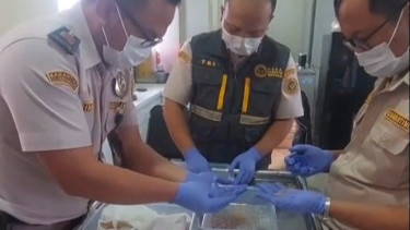 Penyelundupan 54 Ribu Benih Lobster ke Singapura Digagalkan di Bandara YIA, Kerugian Negara Capai Rp 1,3 Miliar