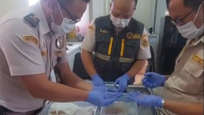 Penyelundupan 54 Ribu Benih Lobster ke Singapura Digagalkan di Bandara YIA, Kerugian Negara Capai Rp 1,3 Miliar