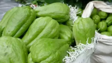 ILUSTRASI - Labu siam