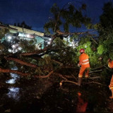 Angin Kencang Terjang Nganjuk, Sejumlah Pohon Tumbang Timpa Pengendara, Dua Orang Terluka
