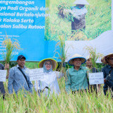 Dukung Asta Cita Presiden dan SDGs Ketahanan Pangan, PT Vale Panen Bersama Demplot Padi Berkelanjutan di Kolaka
