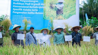 Dukung Asta Cita Presiden dan SDGs Ketahanan Pangan, PT Vale Panen Bersama Demplot Padi Berkelanjutan di Kolaka