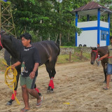 Libur Lebaran, Pacu Kuda Padang Pariaman Siap Digelar: 122 Kuda Berebut Hadiah Rp285 Juta