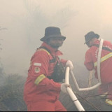 Karhutla Terjadi di Habitat Harimau Sumatra