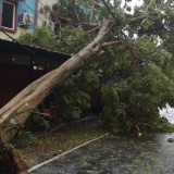 Hujan Disertai Angin Kencang, 13 Pohon Tumbang Ganggu Arus Lalu Lintas di Nganjuk