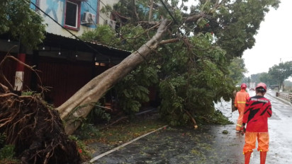 Hujan Disertai Angin Kencang, 13 Pohon Tumbang Ganggu Arus Lalu Lintas di Nganjuk