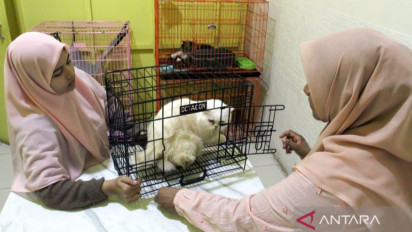 Penitipan Kucing di Banda Aceh Ramai Jelang Idul Fitri