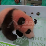 Melihat Kondisi Satrio Wiratama Bayi Panda yang Diberi Nama Oleh Prabowo, Sudah Bisa Merangkak