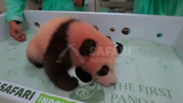 Melihat Kondisi Satrio Wiratama Bayi Panda yang Diberi Nama Oleh Prabowo, Sudah Bisa Merangkak