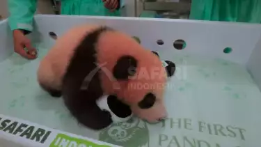 Melihat Kondisi Satrio Wiratama Bayi Panda yang Diberi Nama Oleh Prabowo, Sudah Bisa Merangkak