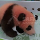 Mau Lihat Bayi Panda yang Diberi Nama oleh Presiden Prabowo, Catat Jadwal Penampilannya di Taman Safari Indonesia