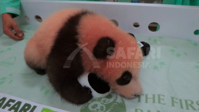 Mau Lihat Bayi Panda yang Diberi Nama oleh Presiden Prabowo, Catat Jadwal Penampilannya di Taman Safari Indonesia