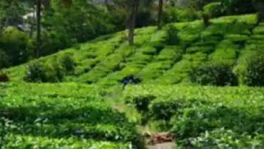 Kebun Teh Gunung Mas