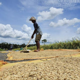 WFP: 45 Juta Orang Terancam Kelaparan, Indonesia Surplus Beras