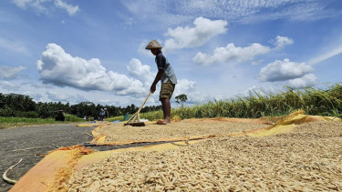 WFP: 45 Juta Orang Terancam Kelaparan, Indonesia Surplus Beras