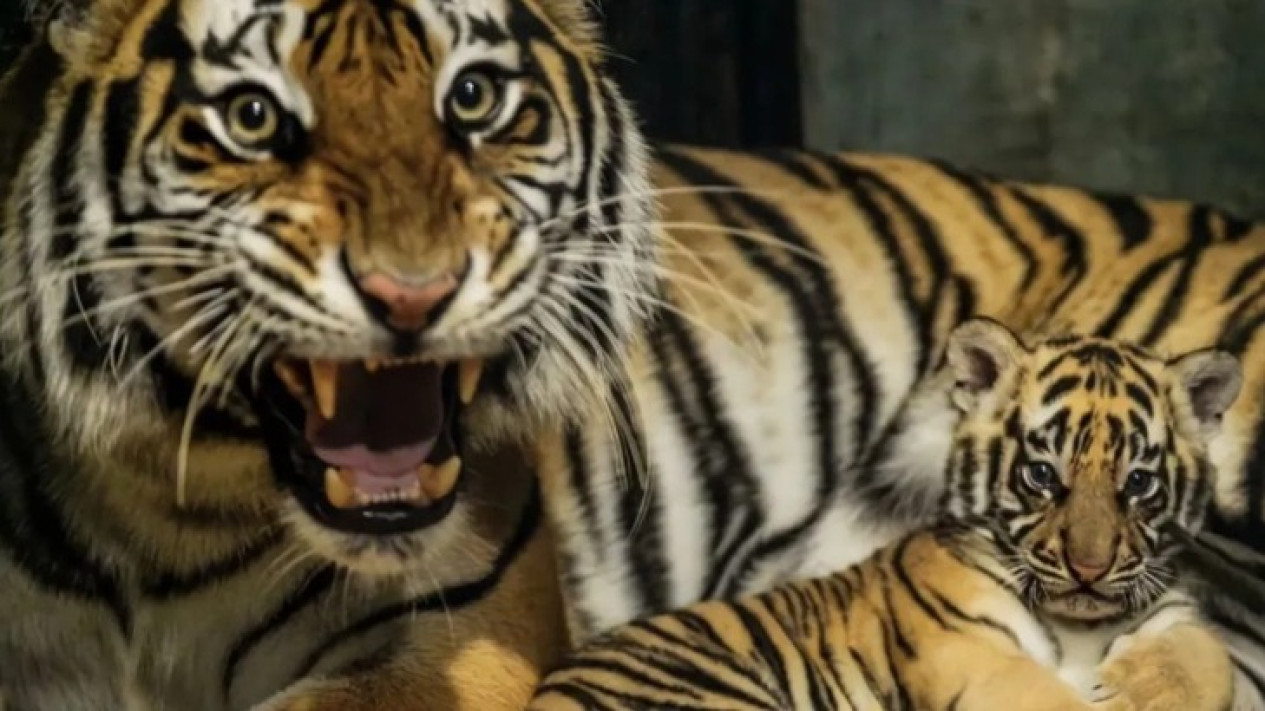 "Hara" Anak Harimau Benggala Berusia 8 Bulan Mati di Bandung Zoo
            - galeri foto
