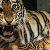 "Hara" Anak Harimau Benggala Berusia 8 Bulan Mati di Bandung Zoo
