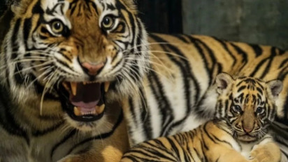 "Hara" Anak Harimau Benggala Berusia 8 Bulan Mati di Bandung Zoo