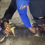 Biawak Raksasa 1,5 Meter Masuk Rumah Warga Jombang, Evakuasi Berlangsung Dramatis